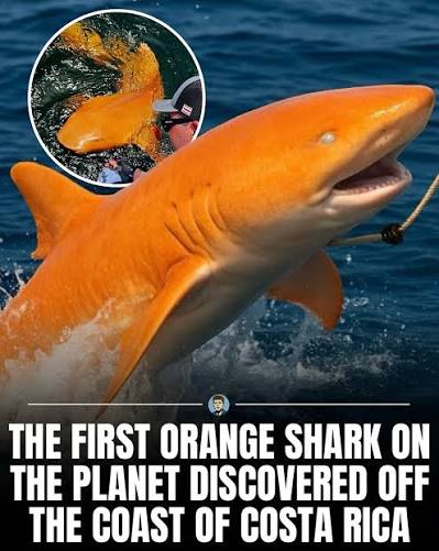 An orange shark with completely white eyes was caught near Tortuguero National Park in Costa Rica — a discovery that challenges current knowledge about the species. Biologists believe the unusual coloration is