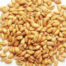 Organic turkey red winter wheat seed 50 lbs. Winter Wheat Grains Urban Farmer
