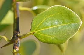 Image result for Strychnos madagascariensis