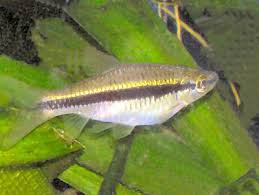 Black And White Striped Fish Freshwater Pin By Bryon Farrant On Vida Marina Fish Care Aquarium Fish Fish Pet