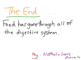 Digestive System Flow Chart Bio11 Science Biology