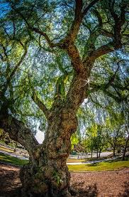 It's become naturalized around the world, where it's cultivated for spice production, and in some parts it's even considered a serious weed—taking over savanna and grasslands in south africa, and forests and coastal areas in australia. Pepper Trees Pat Welsh Organic And Southern California Gardening