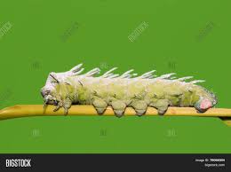 The atlas moth is a species from the attacus genus. Atlas Moth Caterpillar Image Photo Free Trial Bigstock