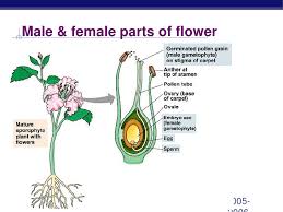 The male reproductive parts of a flower are much simpler than the female ones. Male Female Reproductive Parts Of A Flower Dubai Khalifa