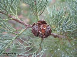 Image result for Callitris