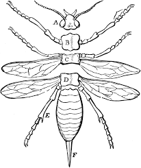 When autocomplete results are available use up and down arrows to review and enter to select. Parts Of An Insect Clipart Etc