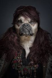 Underdog How Dog Looks Like If They Dressed Up Like Human Design Swan Dog Portraits Animals Funny Animals