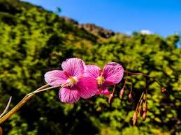 Image result for Lopholaena sp.no.1