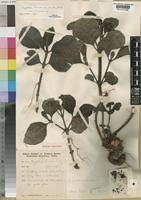 Image result for Psychotria eminiana