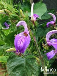 Image result for Brillantaisia cicatricosa