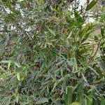 Image result for Secamone