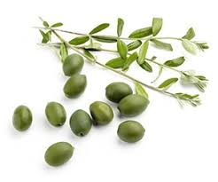 Image result for images picking olive fruits