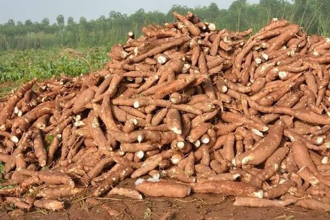 How to grow cassava in a suitable location