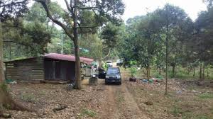 50 trees per acre of land. Our Durians Recently Got Very Popular But Here S Why It May Not Be A Good Thing