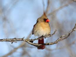 Common Birds Of West Texas Image Result For Texas Birds Pictures Birds Backyard Birds Bird Pictures