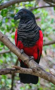 Bird A La Mode Reddit 2020 The Pesquet S Parrot Aka The Dracula Parrot Natureisfuckinglit In 2020 Parrot Dracula Parrot Image