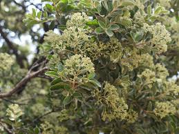 Image result for Nuxia congesta