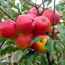 We did not find results for: Red Falstaff Self Fertile Apple Trees Blackmoor Fruit Trees