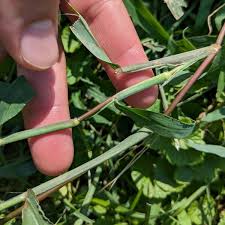 Image result for Digitaria brazzae