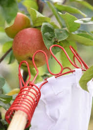 They allow you to go up to twelve feet of height to pick any fruit you want easily. Quicker Fruit Picker Fruit Picker Fruit Fruit Picking