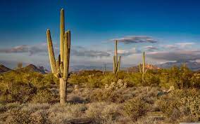 Printing can be done online through a variety of websites (uprinting, shutterfly, etc), or at your local print shop. Arizona Cactus Wallpapers Top Free Arizona Cactus Backgrounds Wallpaperaccess