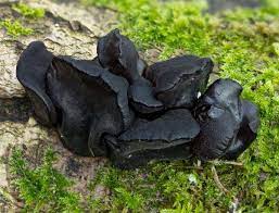 Its scientific name, however, is that of the exidia glandulosa. Exidia Glandulosa Witches Butter Fungus