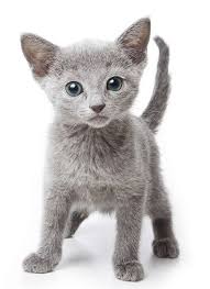The russian blue cat breed is named for their iconic blue coat, which is short, thick, and plush. Russian Blue Cat Rescue Near Me The Y Guide