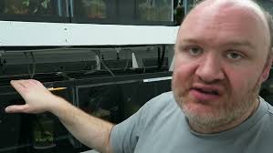 American Blue Guppies BCS Line