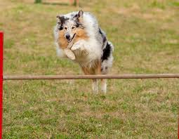 In today's video, we are going to build our obstacle i know i wrote 12 on there, but i ended up cutting them down because it ended up making a hoop that make sure you watch our upcoming videos if you've never taught a dog how to go through an agility. How To Build Your Own Dog Obstacle Course My Happy Pets