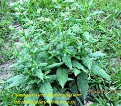 Image result for Cynoglossum lanceolatum