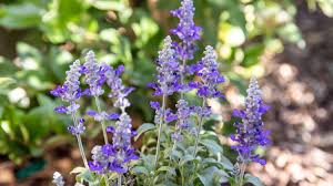 Gourdon flowers are a purple wildflower that are plentiful throughout paris. 10 Popular Species Of Salvia Plants