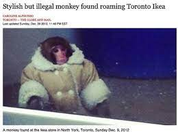 You Can Be Stylish But Chances Are You Re Also Illegal Monkey Memes Ikea Monkey Funny Animals