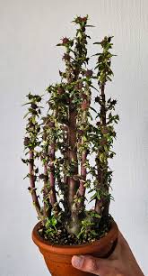 Image result for Dorstenia schliebenii
