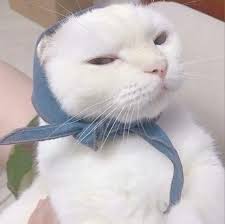 Ghim Của Zehra Ates Tren Kedi động Vật Meo Dễ Thương
