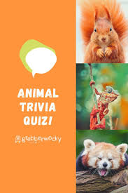 We've got 11 questions—how many will you get right? Animal Trivia Quiz Animal Quiz Fun Facts About Animals Trivia Quizzes