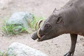 11 awesome native animals you can see in this is a list of mammals found in indonesia. 11 Awesome Native Animals You Can See In Indonesia