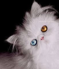 Black And White Persian Cat With Blue Eyes Beautiful Persian With One Blue Eye And One Orange Eye Cats Pretty Cats Beautiful Cats