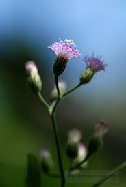 Image result for Vernonia cinerea