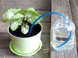 We did not find results for: What Are Self Watering Containers Learn About Containers For Drought Prone Areas