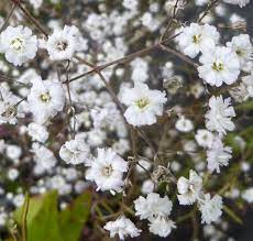 Buy Gypsophila Paniculata Bristol Fairy Baby S Breath In The Uk Gypsophila Babys Breath Herbaceous Perennials