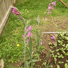 Image result for Gladiolus zambesiacus