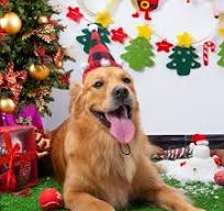 FLYSTAR Christmas Dog Headband Set - Black&Red Plaid Dog Christmas Costume  - Christmas Hat & Elk Shape Headbands Pet Holiday Accessories for Girl & ...
