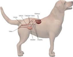 You can click on the printer icon just below and to the right of the contact us menu button at the top of the page. Canine Anatomy Illustrations Lovetoknow