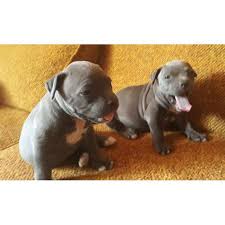 American pitbull puppies are easy to train but start early and obedience/socialization lessons are required to keep them from becoming overprotective. Blue Nose Pitbull Puppies For Sale Cheap Online
