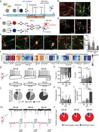 The butterworth type k is the. Cadherin 13 Is A Critical Regulator Of Gabaergic Modulation In Human Stem Cell Derived Neuronal Networks Molecular Psychiatry