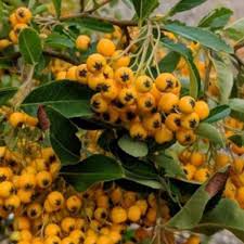Image result for Pyracantha coccinea golden charmer