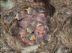Check spelling or type a new query. Tennessee Watchable Wildlife Woodworking For Wildlife White Breasted Nuthatch