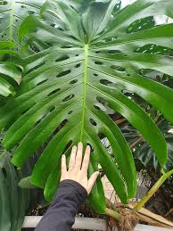 Giant Monstera Deliciosa Leaf I Saw At Monstera Deliciosa Monstera Houseplants