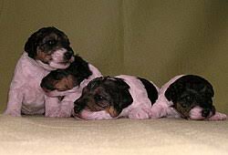 Image result for foxterier drsnosrstý