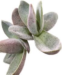 Image result for Crassula alba